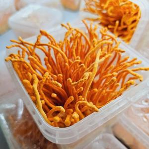 Đông trùng Hạ thảo tươi